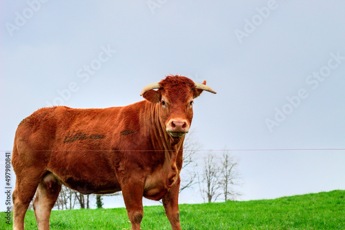 vache limousine à cornes (de race limousine) brune (marron) qui nous regarde, dans un champs (pré) d'herbe verte et un ciel gris