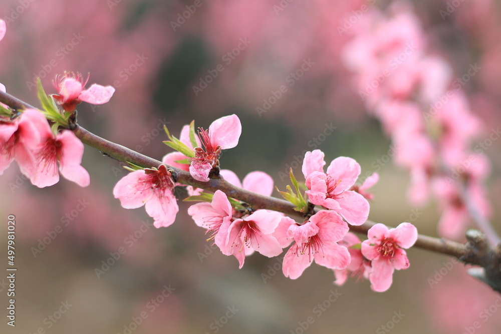 Prunus persica, Peach: It bears edible juicy fruits with various characteristics, most called peaches, and others, nectarines. Prunus persica, Peach: It bears edible juicy fruits with various characteristics, most called peaches, and others, nectarines.