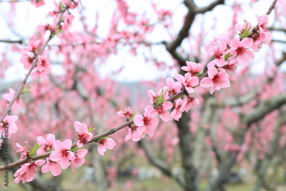 Prunus persica, Peach: It bears edible juicy fruits with various characteristics, most called peaches, and others, nectarines. Prunus persica, Peach: It bears edible juicy fruits with various characteristics, most called peaches, and others, nectarines.