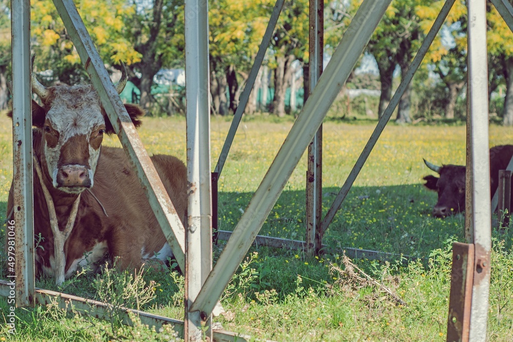 Fototapeta premium Retrato de vacas debajo de un cartel