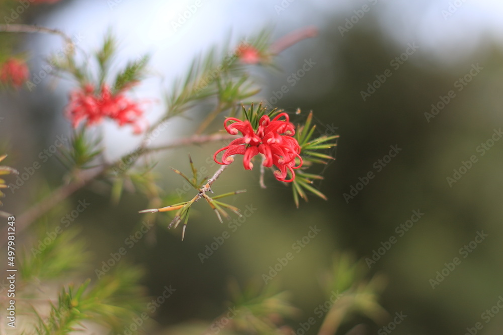 Spring, also known as springtime, is one of the four temperate seasons, succeeding winter and preceding summer. Spring, also known as springtime, is one of the four temperate seasons, succeeding winter and preceding summer.
