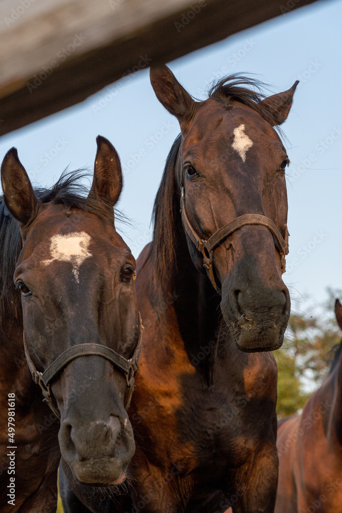 two adorable horses on the farm, countryside, pet photography two adorable horses on the farm, countryside, pet photography