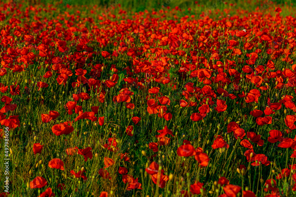 red poppy ( papaver ) field in beautiful light, Slovakia
