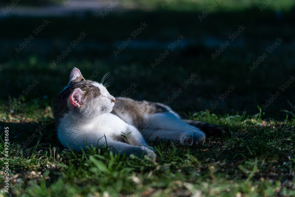 Obraz premium Cat having sunbath during sunset, farmliving, countryside, agricultural concept