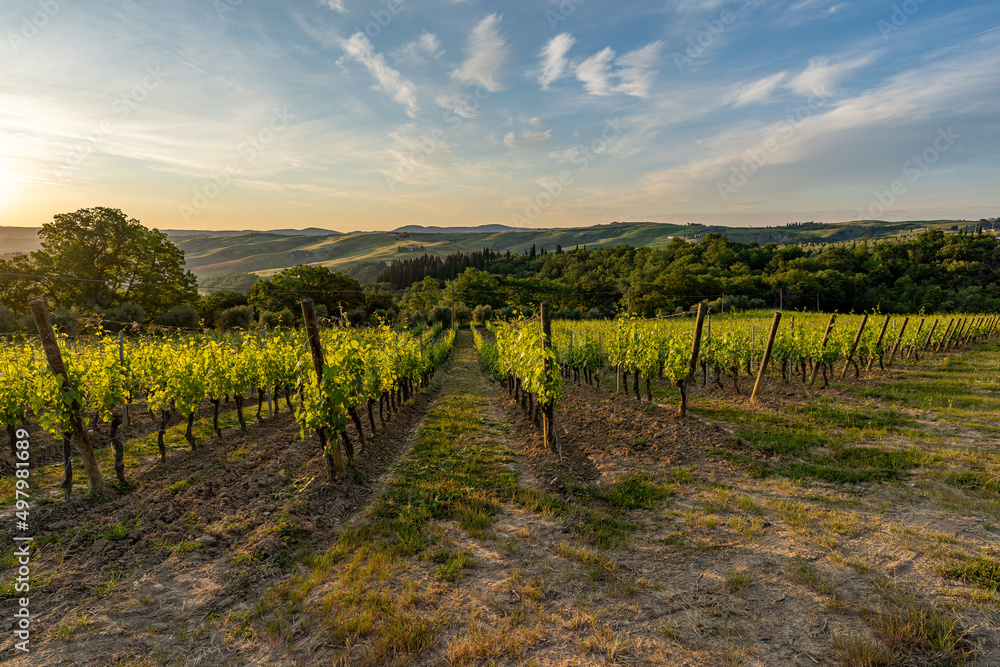 Fototapeta premium vineyards at sunrise, Tuscany, Italy