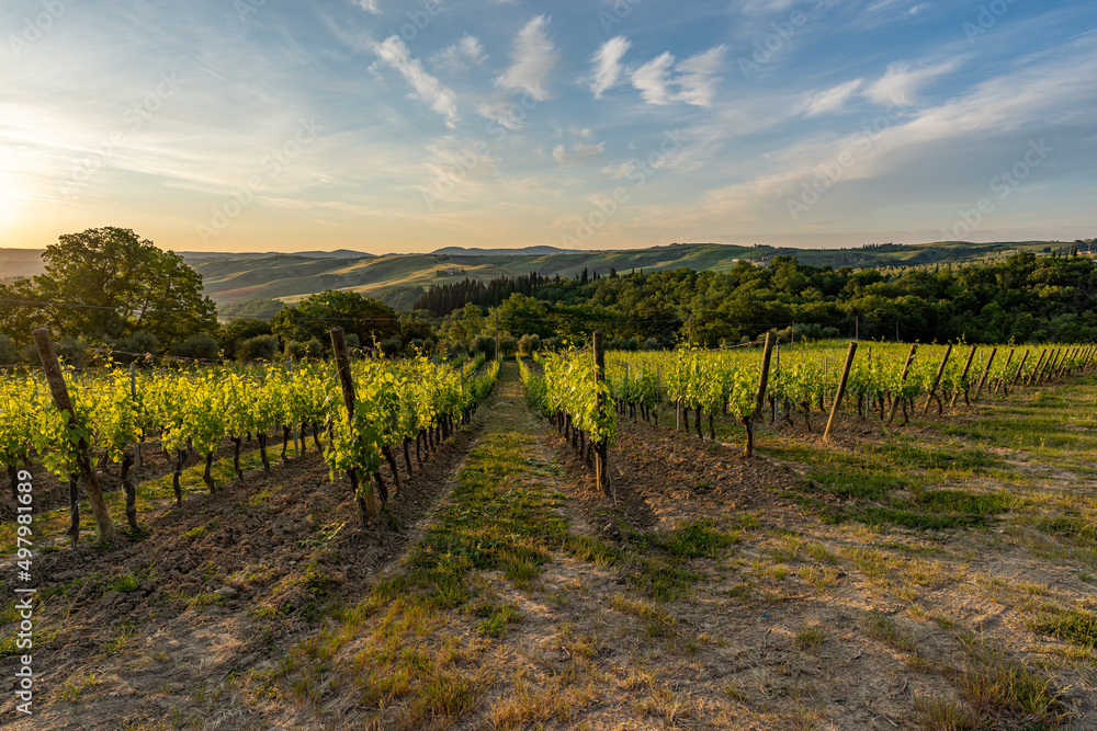 vineyards at sunrise, Tuscany, Italy