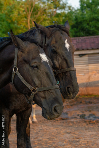 two adorable horses on the farm, countryside, pet photography © fotomolka