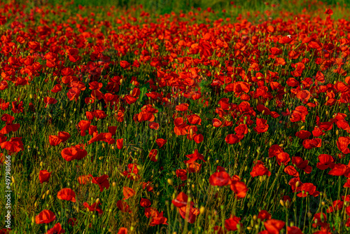 red poppy ( papaver ) field in beautiful light, Slovakia © fotomolka