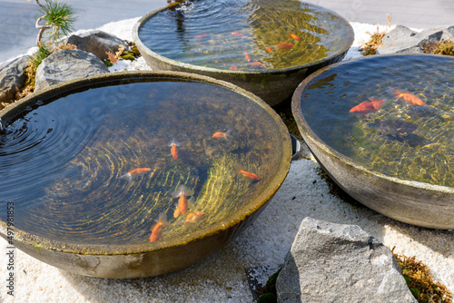 水鉢の中で泳ぐ赤い金魚