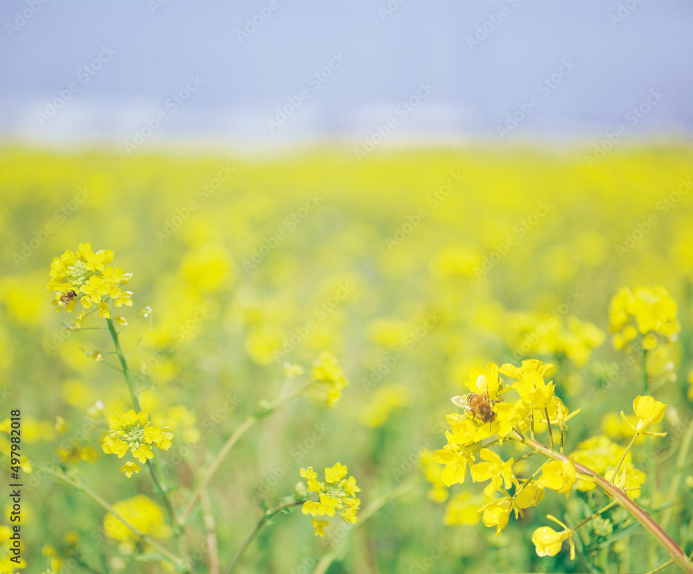 ミツバチと菜の花 利根川の河川敷の春
Bees and rape blossoms Spring on the riverbed of the Tone River ミツバチと菜の花 利根川の河川敷の春
Bees and rape blossoms Spring on the riverbed of the Tone River