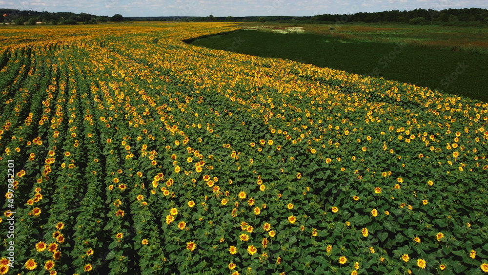 Obraz premium Aerial drone view flight over sunflower field on sunny summer day. Countryside landscape and panoramic view with blooming yellow sunflower flowers. Agricultural fields and farmland lands. Crop fields