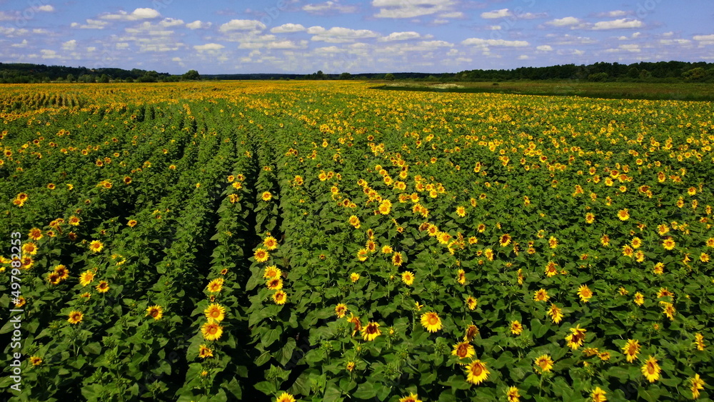 Aerial drone view flight over sunflower field on sunny summer day. Countryside landscape and panoramic view with blooming yellow sunflower flowers. Agricultural fields and farmland lands. Crop fields