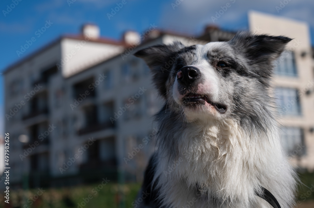Portrait of a spotted border collie on a walk along the embankment. Portrait of a spotted border collie on a walk along the embankment.