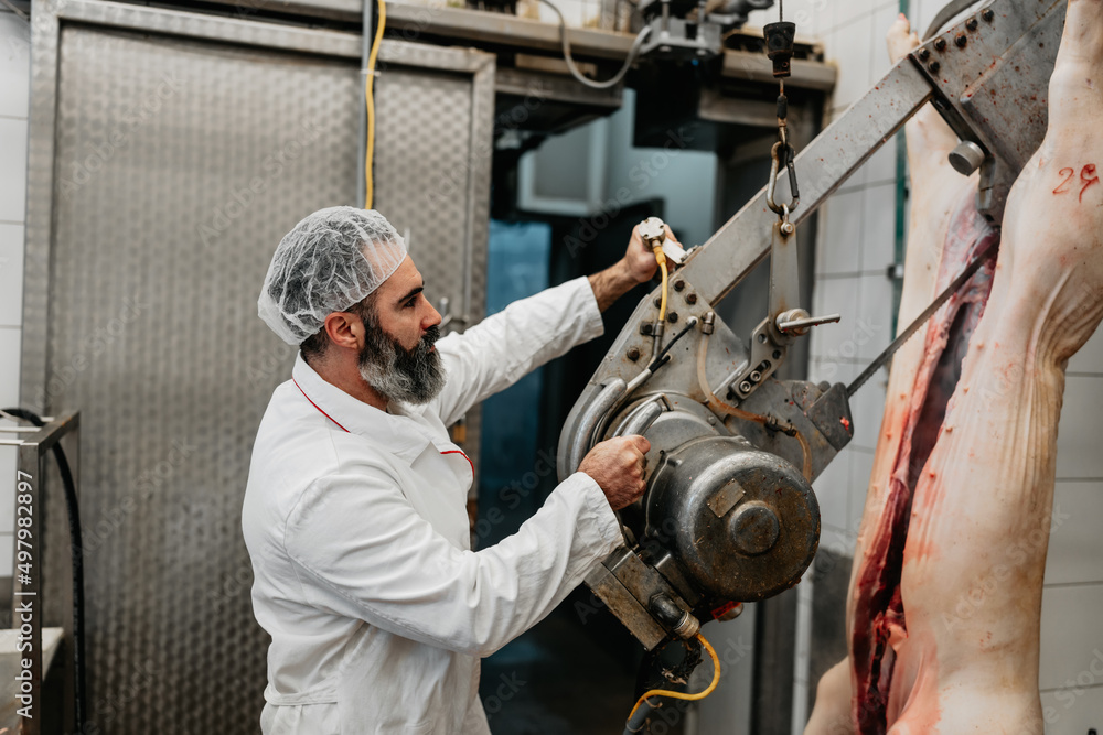 Experienced middle age man working in fresh meet processing plant. Industrial slaughterhouse worker job. Food industry business concept. Experienced middle age man working in fresh meet processing plant. Industrial slaughterhouse worker job. Food industry business concept.