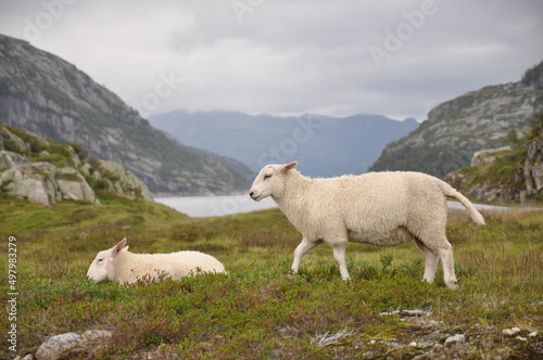 sheep in Norway 