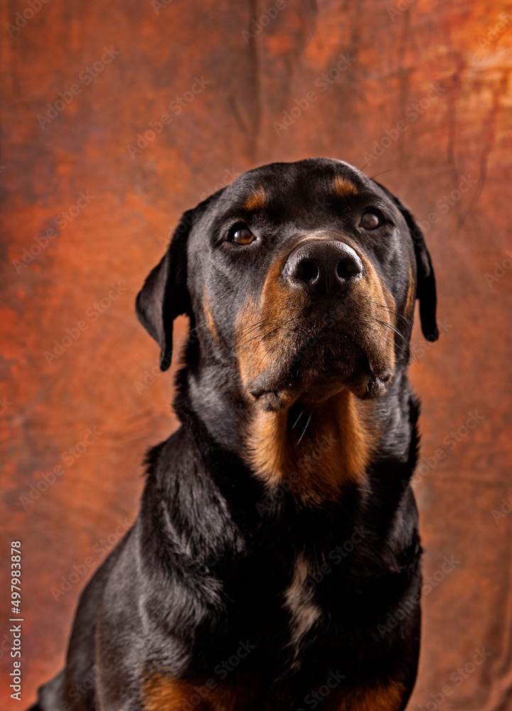 Fototapeta premium Portrait of beautiful adult male rottweiler dog