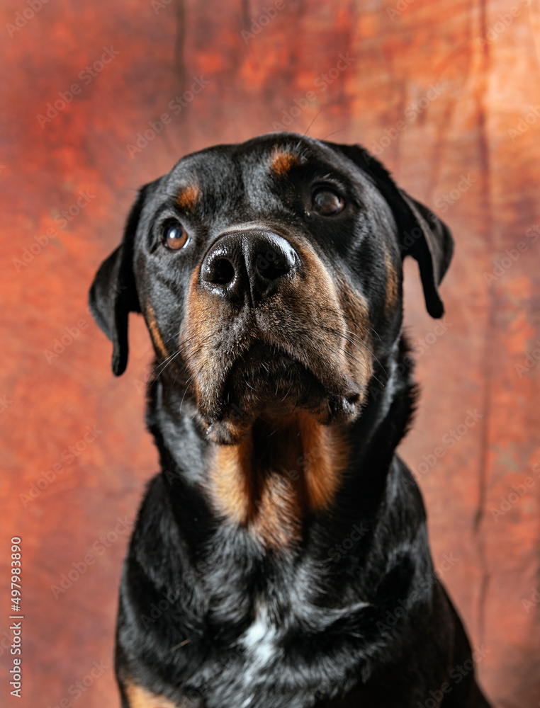 Portrait of beautiful adult male rottweiler dog
