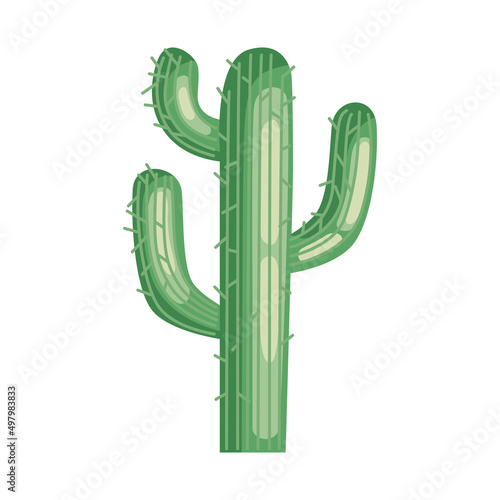 green cactu plant