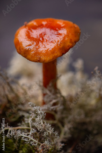 Wild mushroom from Vancouver Island, Canada