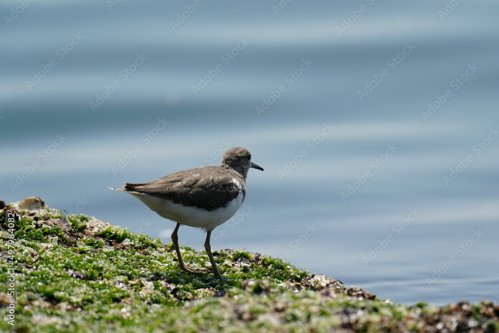 sandpiper in a seashore sandpiper in a seashore