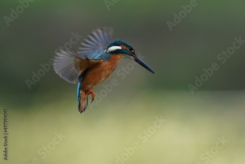 kingfisher is hovering