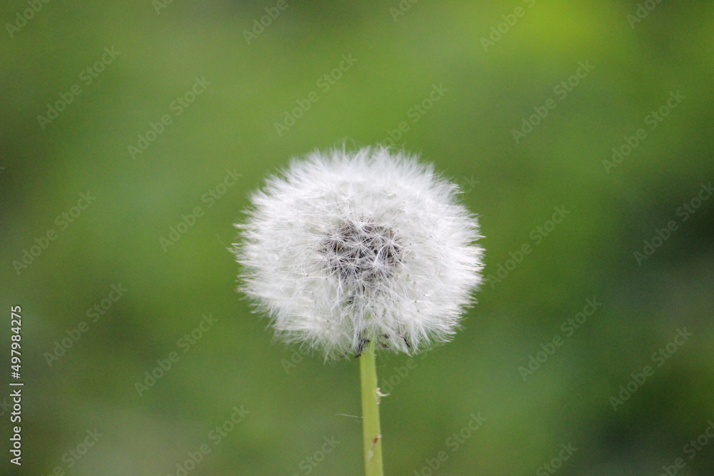 A white dandelion in the grass