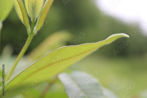 A fuzzy green leaf 