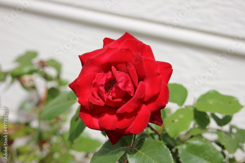 A perfect red rose ready to be picked 