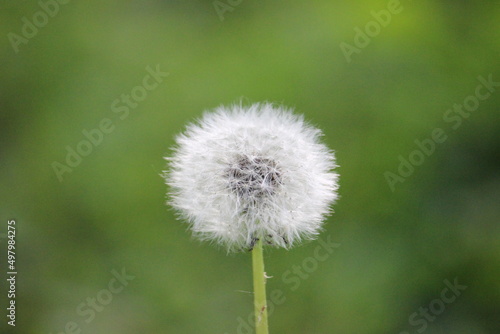 A white dandelion in the grass
