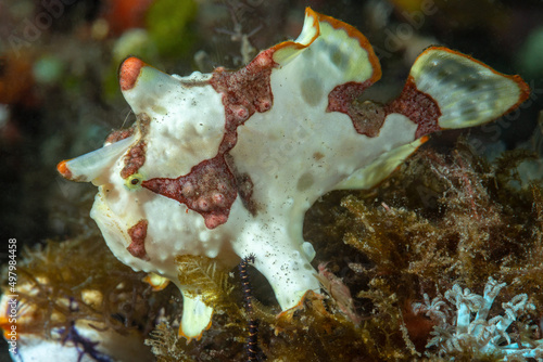 pesce rana, frog fish 