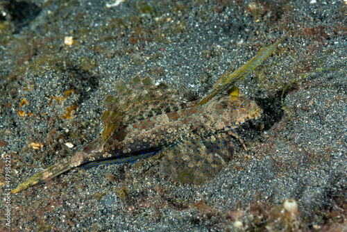 Dactylopus dactylopus , conosciuto comunemente come il dragonetto dalle dita