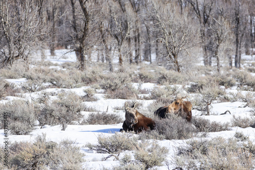 Wild Moose Jackson Hole Wyoming National Elk Refuge Winter Snow Mammal