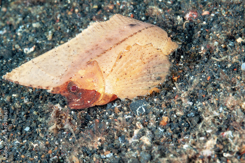 Pesce foglia spinoso, Ablabys macracanthus, su sabbia vulcanica photo