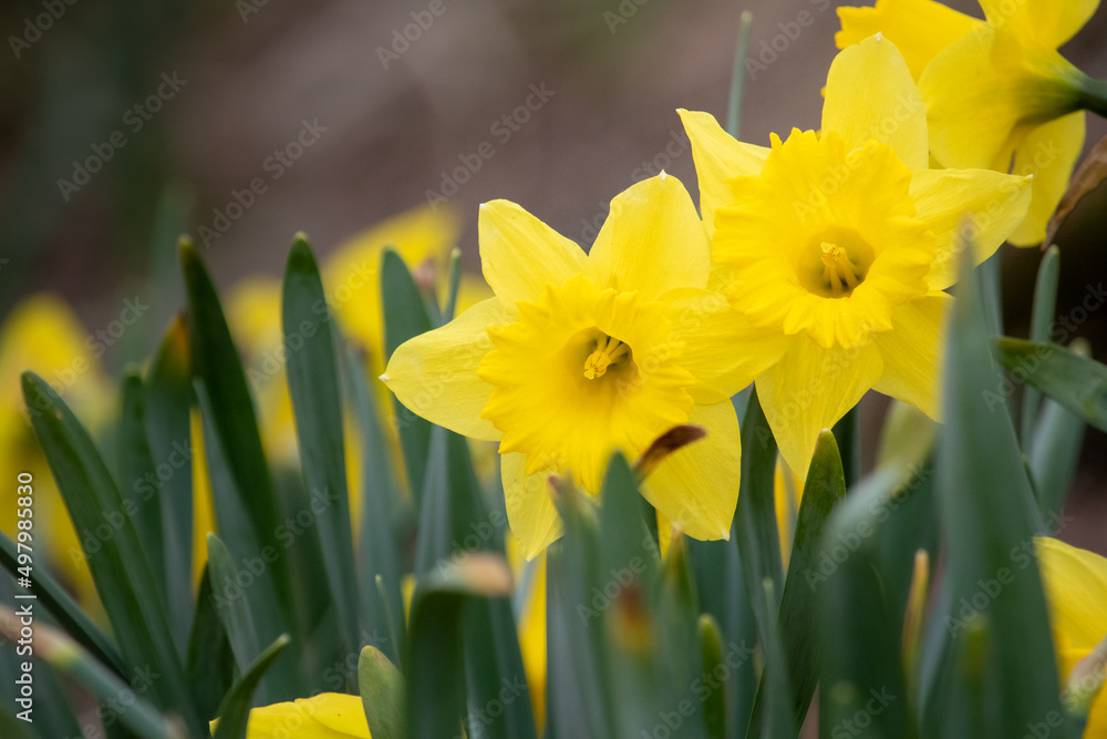 Fototapeta premium yellow Easter lily flowers 