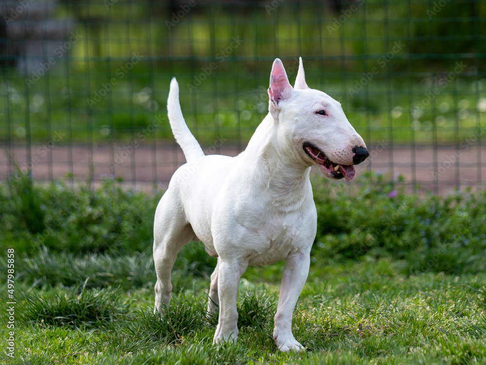 
White male Miniature Bull Terrier.