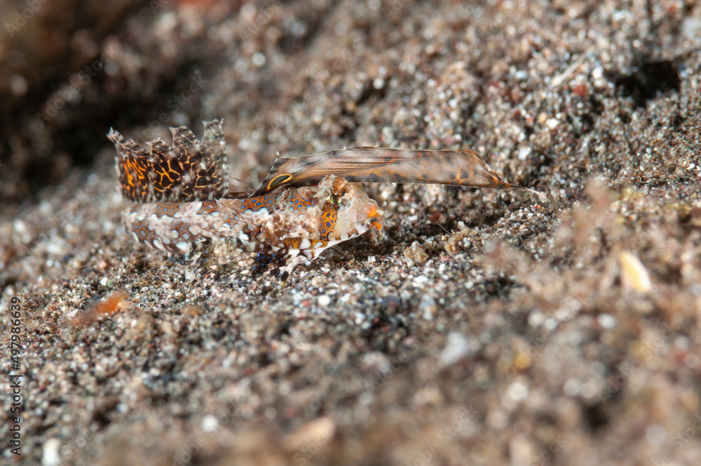 Dactylopus dactylopus , conosciuto comunemente come il dragonetto dalle dita Dactylopus dactylopus , conosciuto comunemente come il dragonetto dalle dita