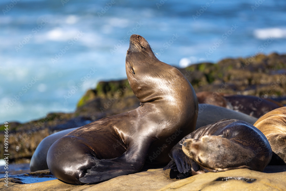 Fototapeta premium Sea lions tanning in the sun on the rocks / beach on the Pacific Ocean in La Jolla Cove / San Diego, California