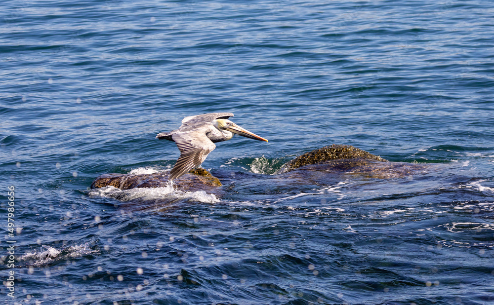 Fototapeta premium California Brown Pelican in flight over the Pacific Ocean in La Jolla / San Diego, California