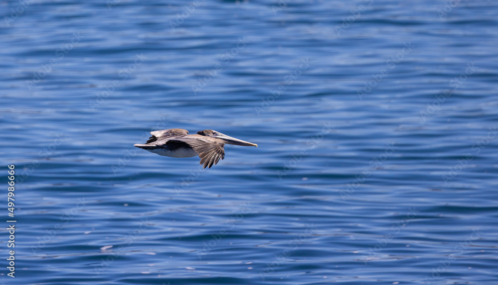 California Brown Pelican in flight over the Pacific Ocean in La Jolla / San Diego, California