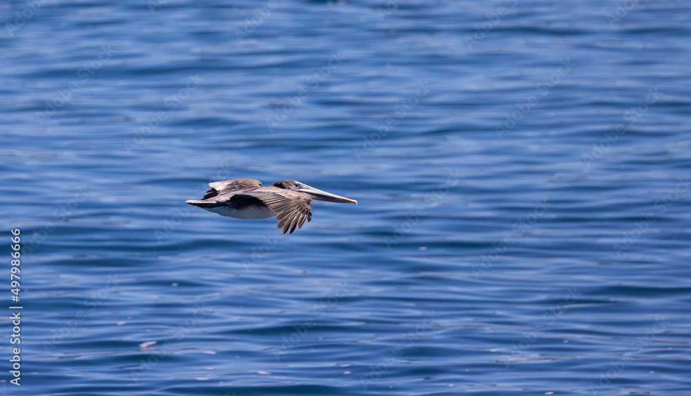 California Brown Pelican in flight over the Pacific Ocean in La Jolla / San Diego, California California Brown Pelican in flight over the Pacific Ocean in La Jolla / San Diego, California