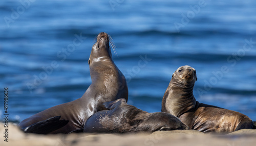 Sea lions playing on the rocks / beach on the Pacific Ocean in La Jolla Cove / San Diego, California