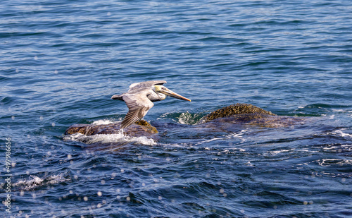 California Brown Pelican in flight over the Pacific Ocean in La Jolla / San Diego, California