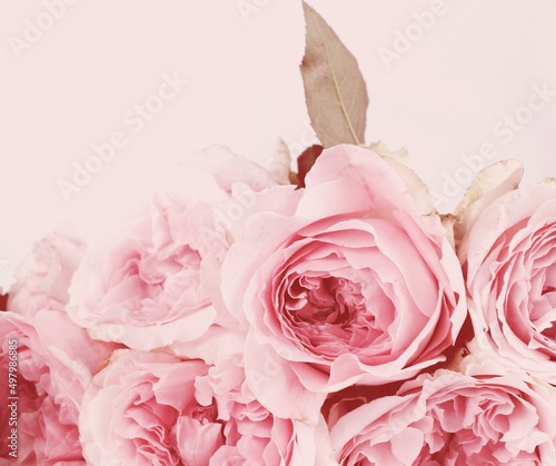 imagen rosa con fondo rosa pastel con ramo de rosas rosadas 