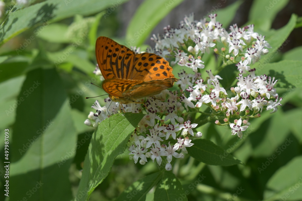 Obraz premium butterfly on flower