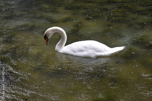 swans on the lake when raining