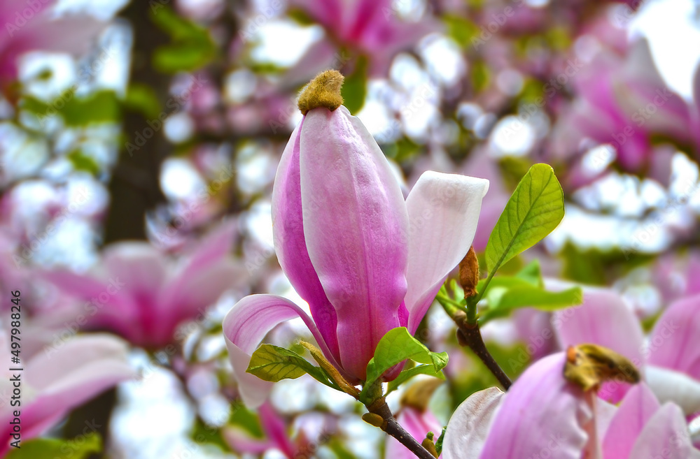 Obraz premium Bloomy magnolia tree