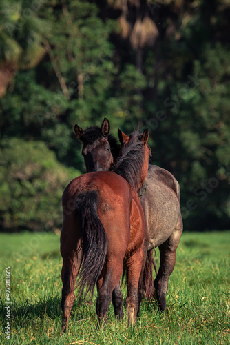 Horse love