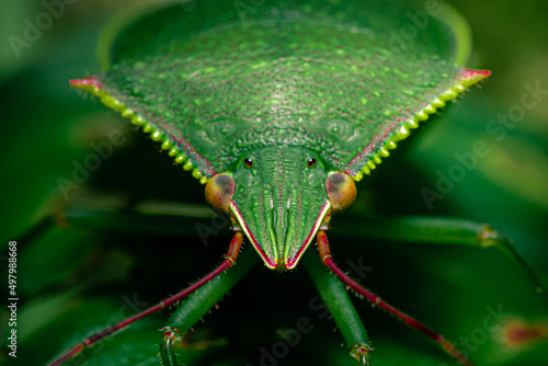 A bug's eye view