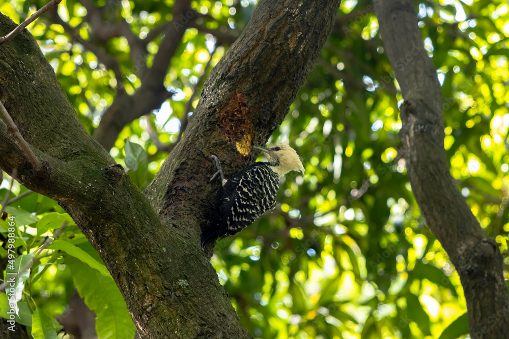 woodpecker on tree