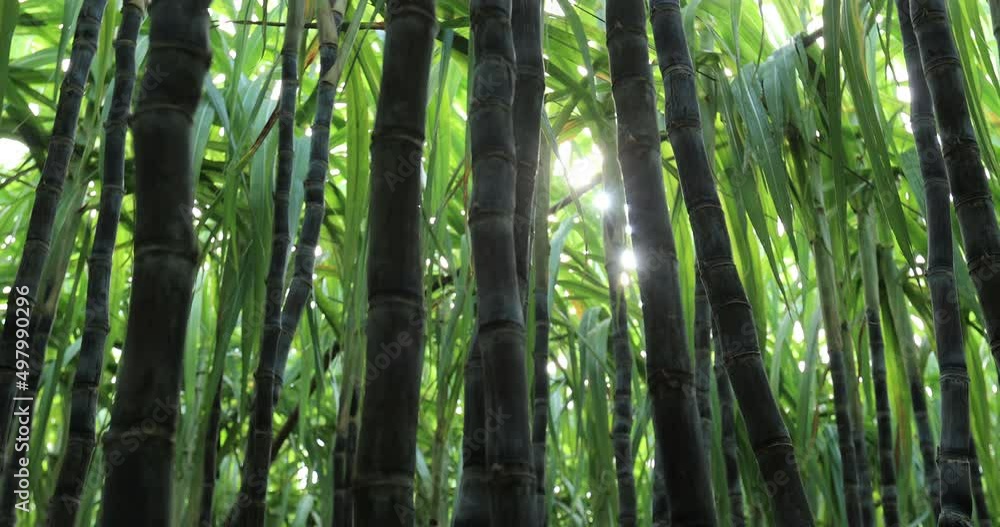 Sugarcane plants in growth at field Sugarcane plants in growth at field